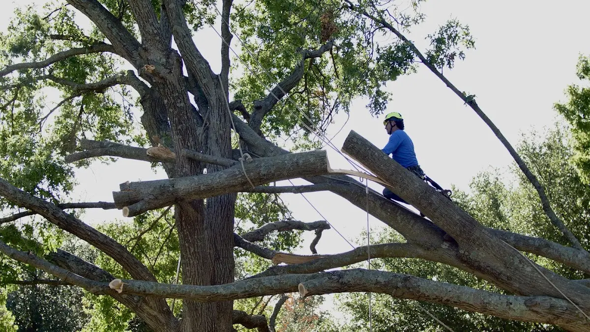 Professional Crown Thinning performed by certified arborists in Ellis