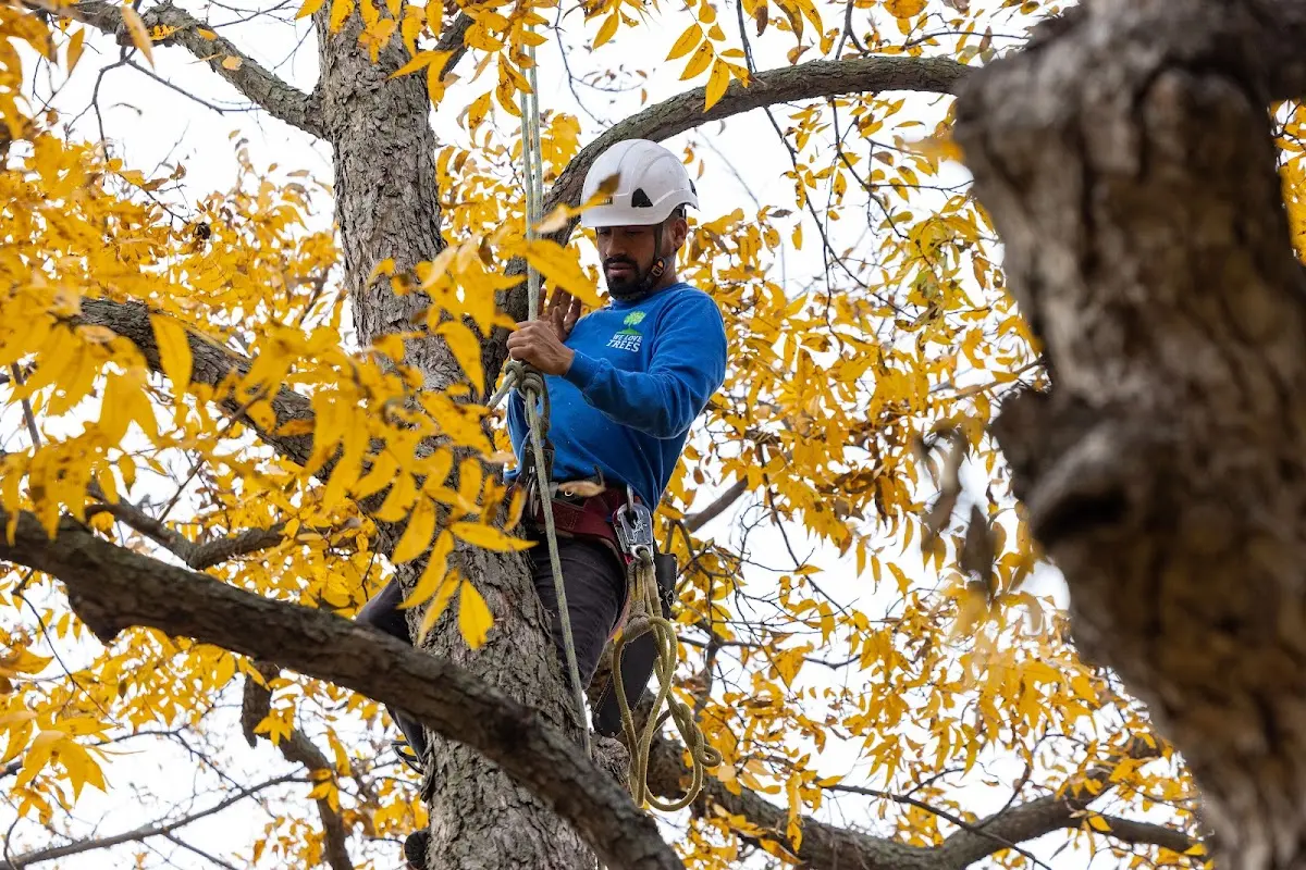 Skilled Storm Damage Cleanup crew working in Ellis